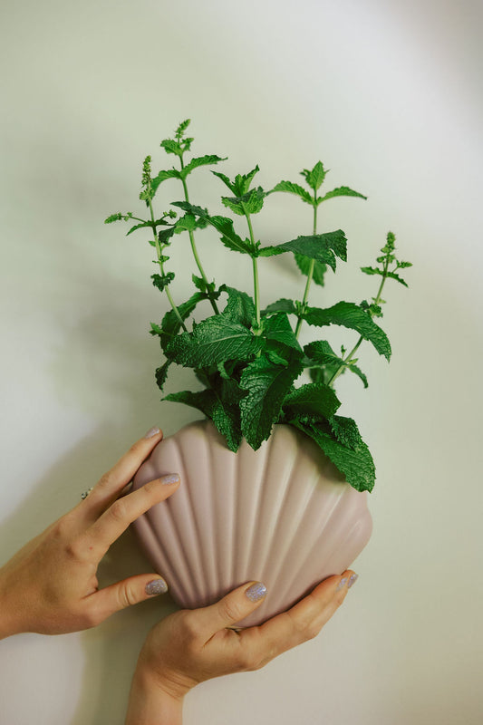 Ceramic Seashell Bud Vase