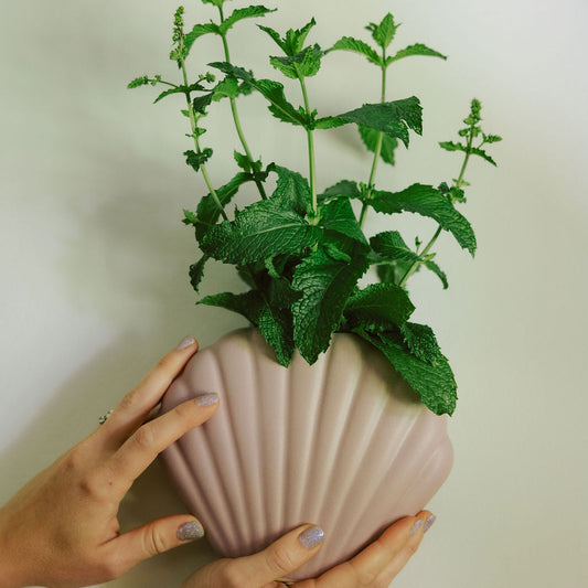 Hands cradling a blush pink Ceramic Seashell Bud Vase holding fresh mint, scale shot on a pale green wall.