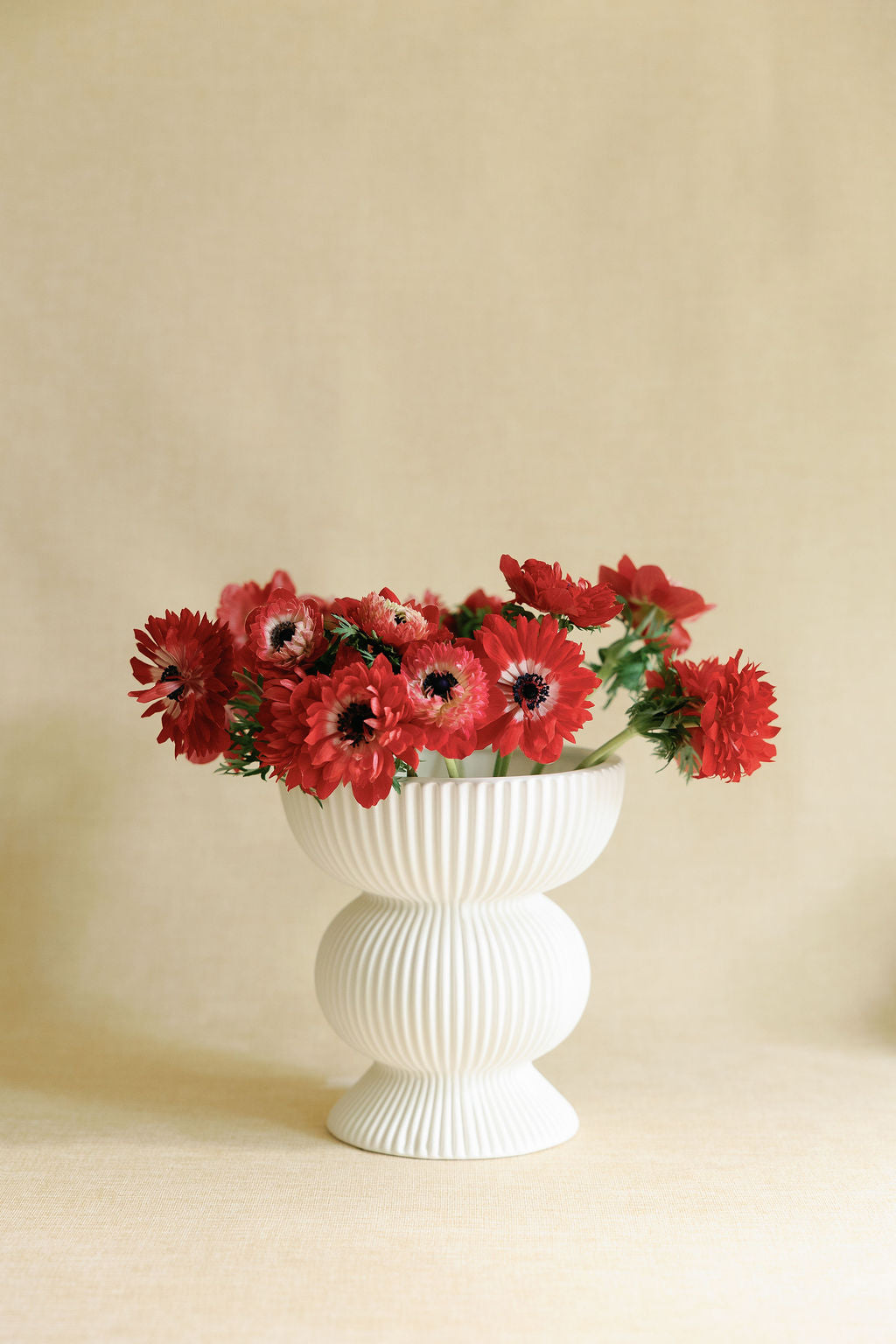 White vase with red flowers on a beige background