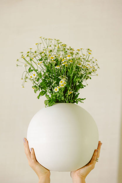 Hands holding a white round Large Orb Ceramic Vase brimming with daisy chamomile, scale shot on a beige wall.